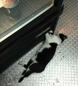 Bodega Cat bravely holds the drink chiller during Sandy.